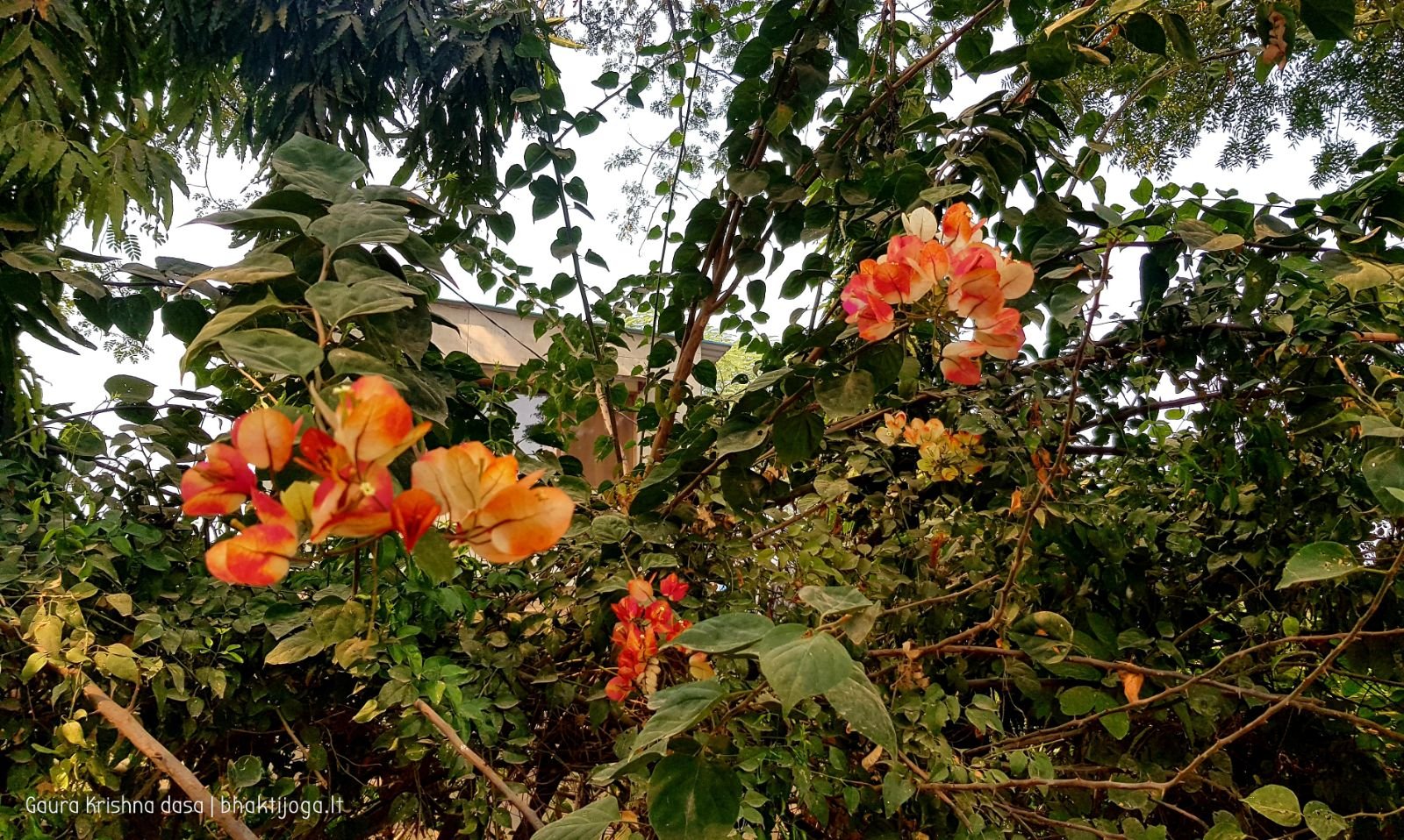  Varshana parikrama and preaching. 2019.12.10